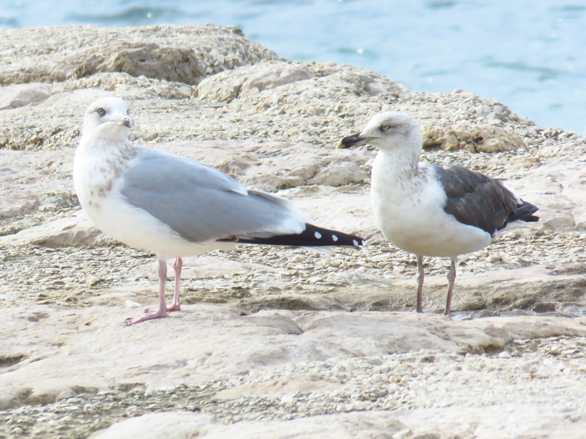 European Herring Gull - ML626430567