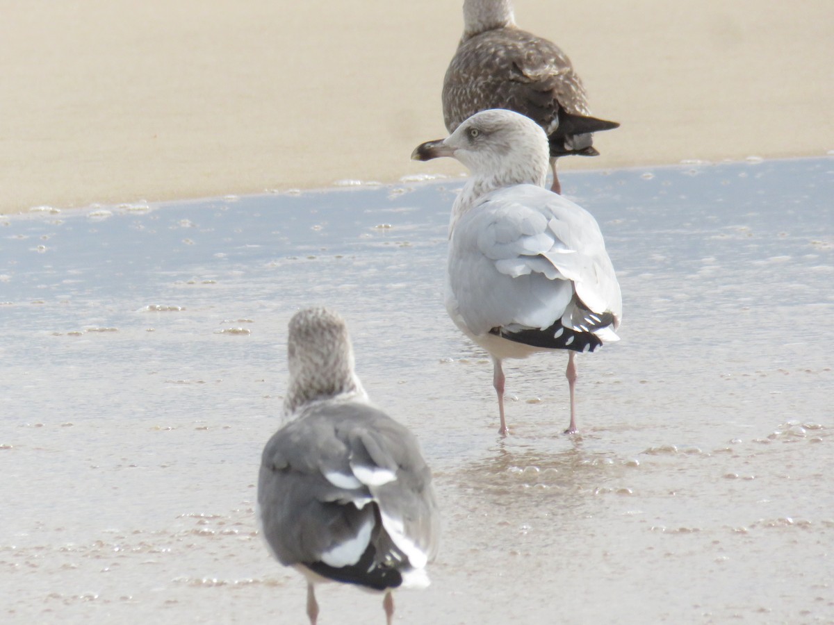 European Herring Gull - ML626430569