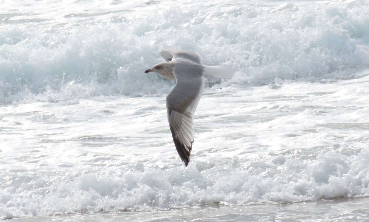 European Herring Gull - ML626430570