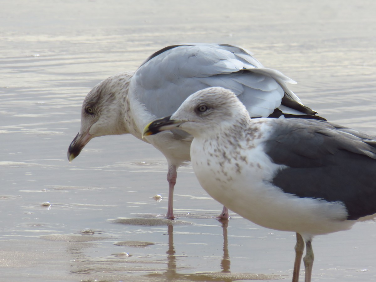 European Herring Gull - ML626430571