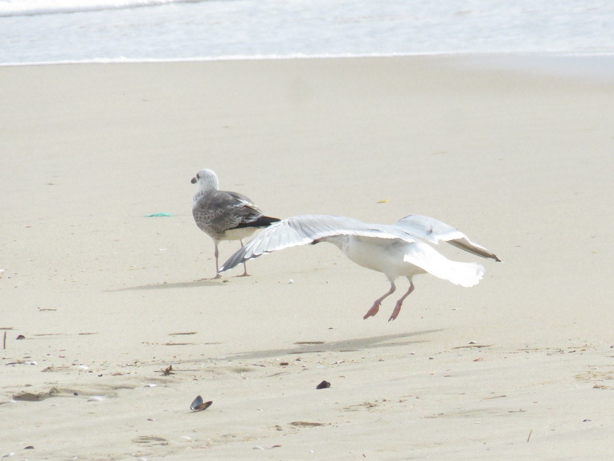 European Herring Gull - ML626430572