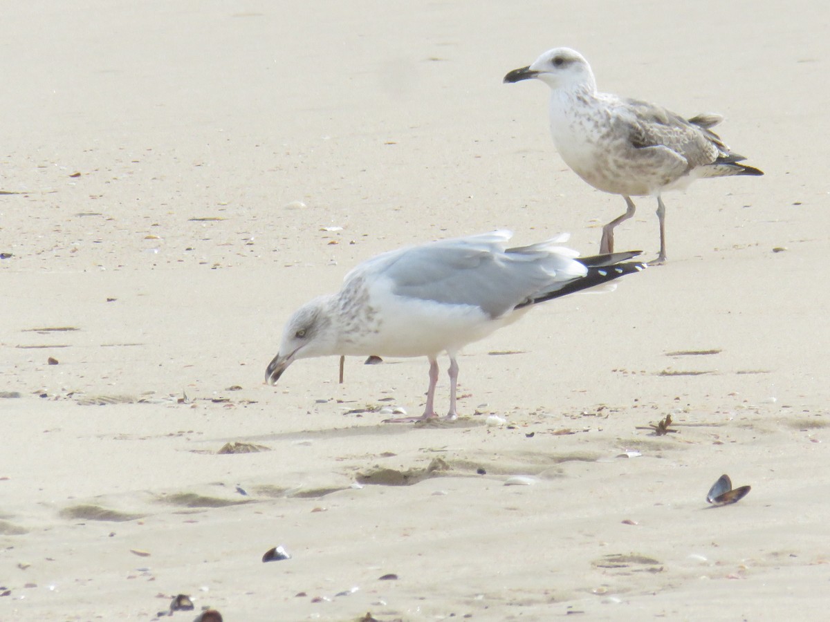 European Herring Gull - ML626430575