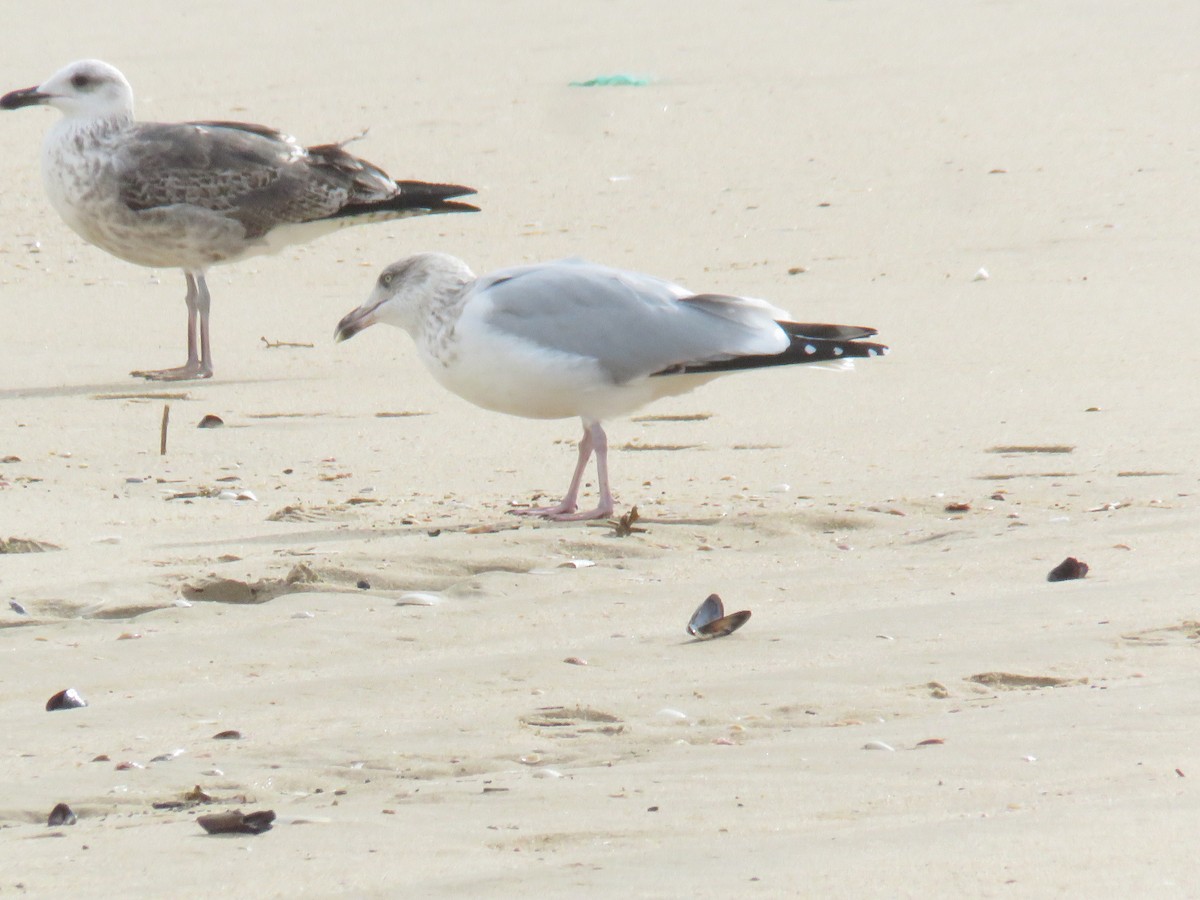 European Herring Gull - ML626430576