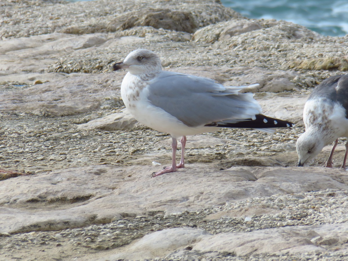 European Herring Gull - ML626430577