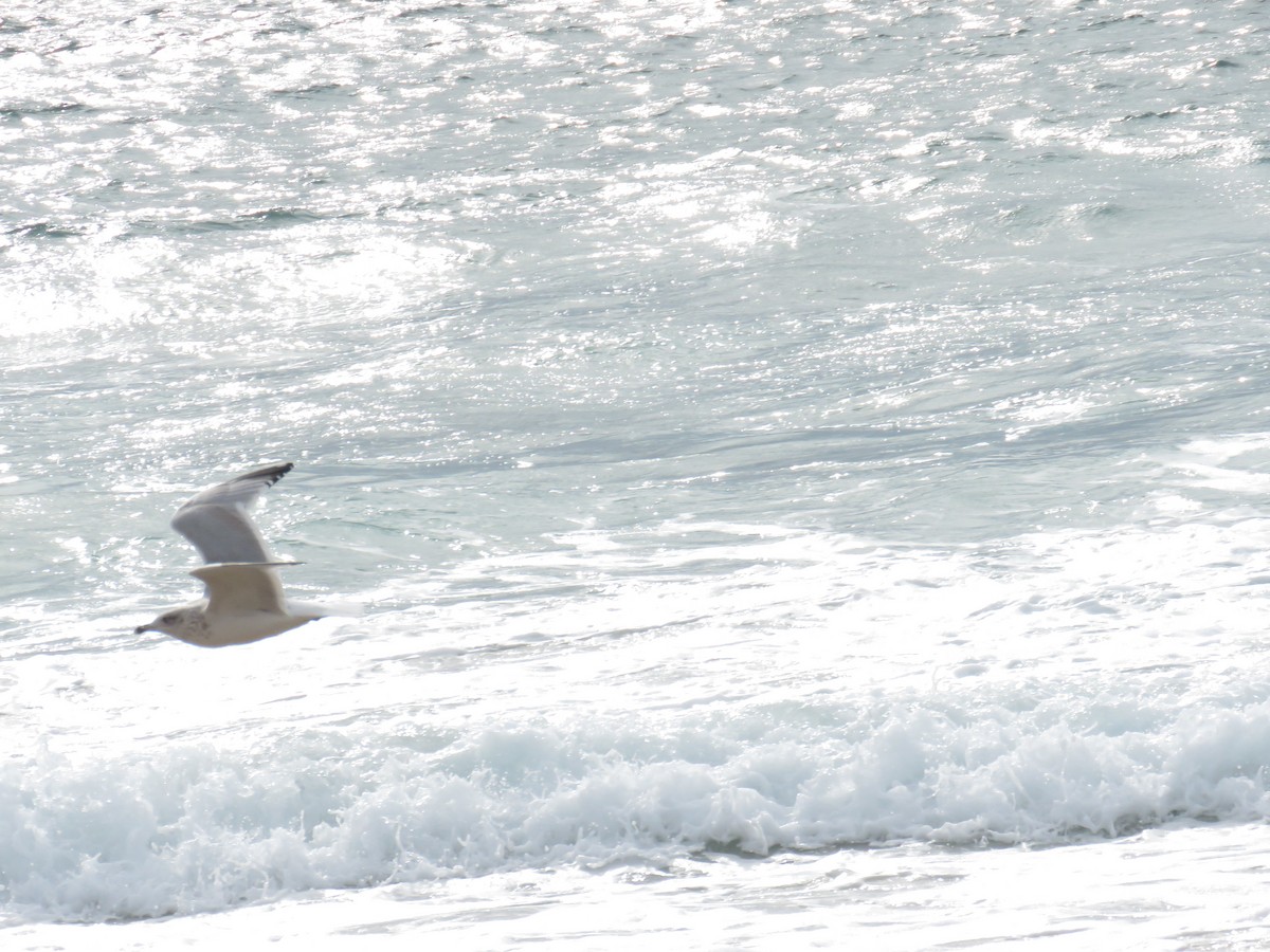 European Herring Gull - ML626430578