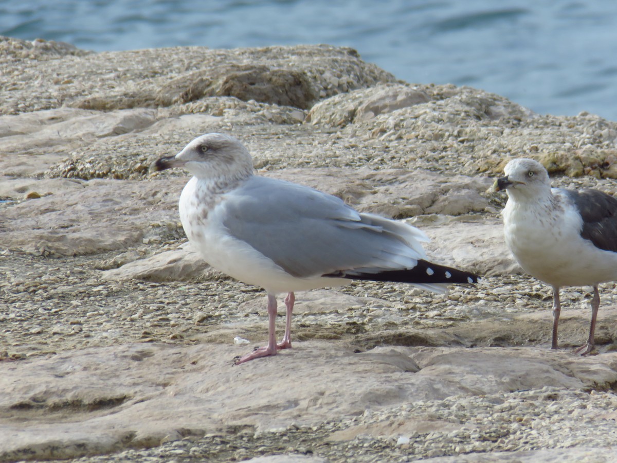 European Herring Gull - ML626430579