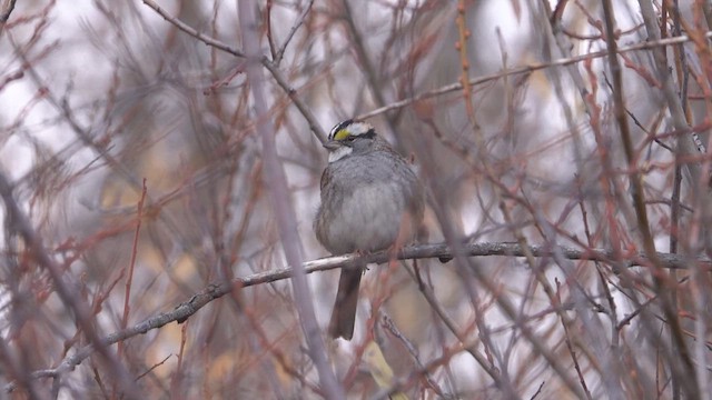 White-throated Sparrow - ML626430620