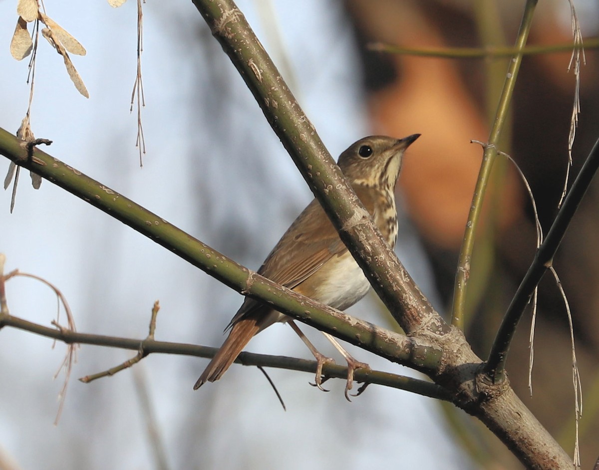 Hermit Thrush - ML626430627