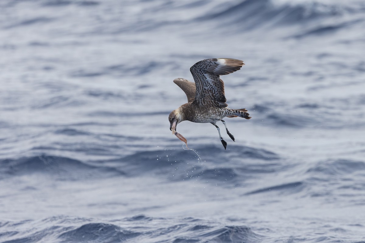 Pomarine Jaeger - ML626430643