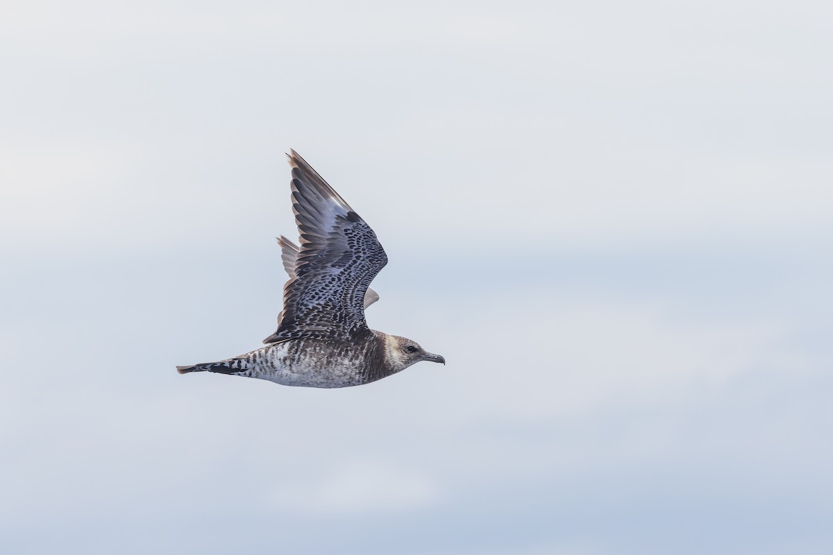 Pomarine Jaeger - ML626430731