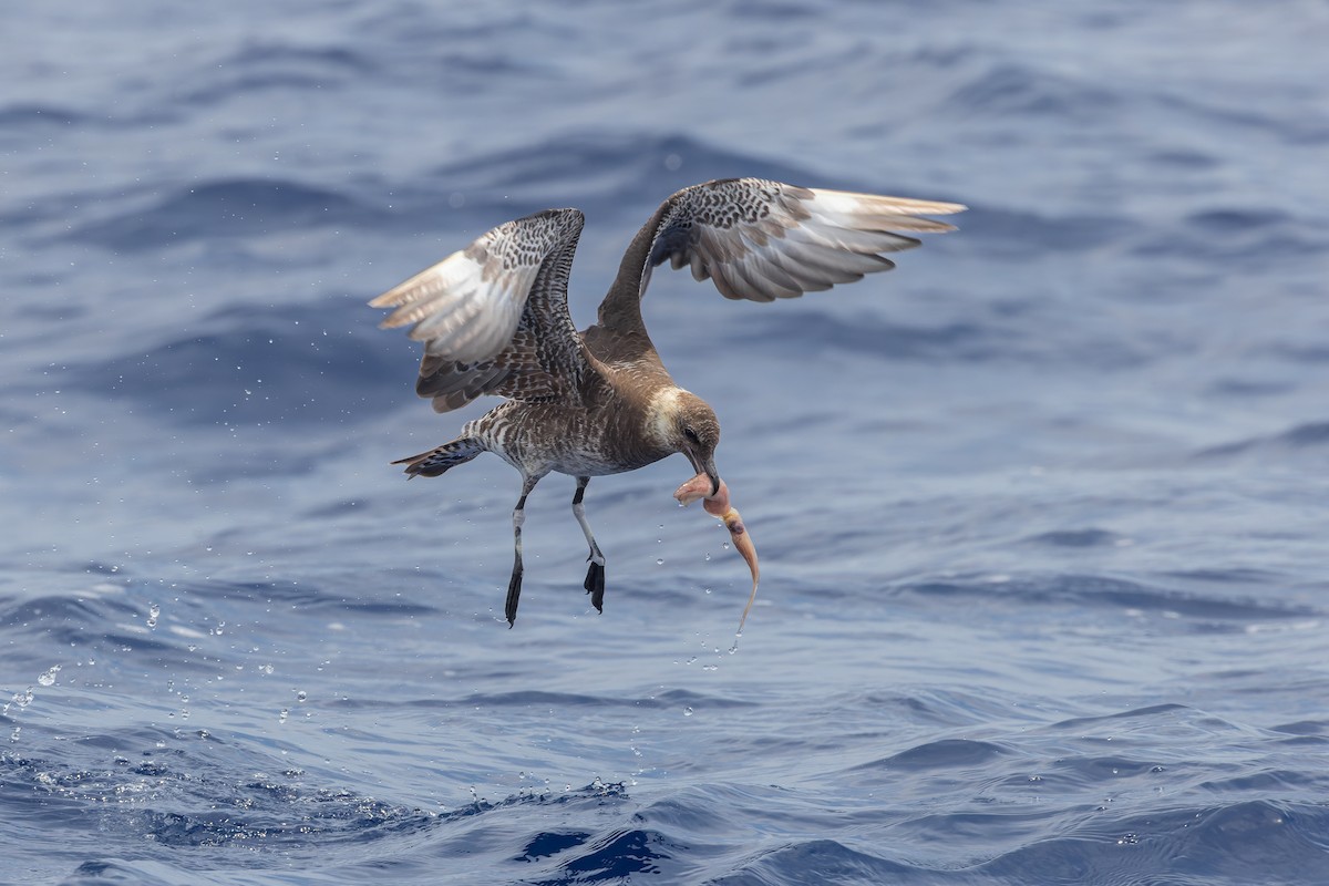 Pomarine Jaeger - ML626430791