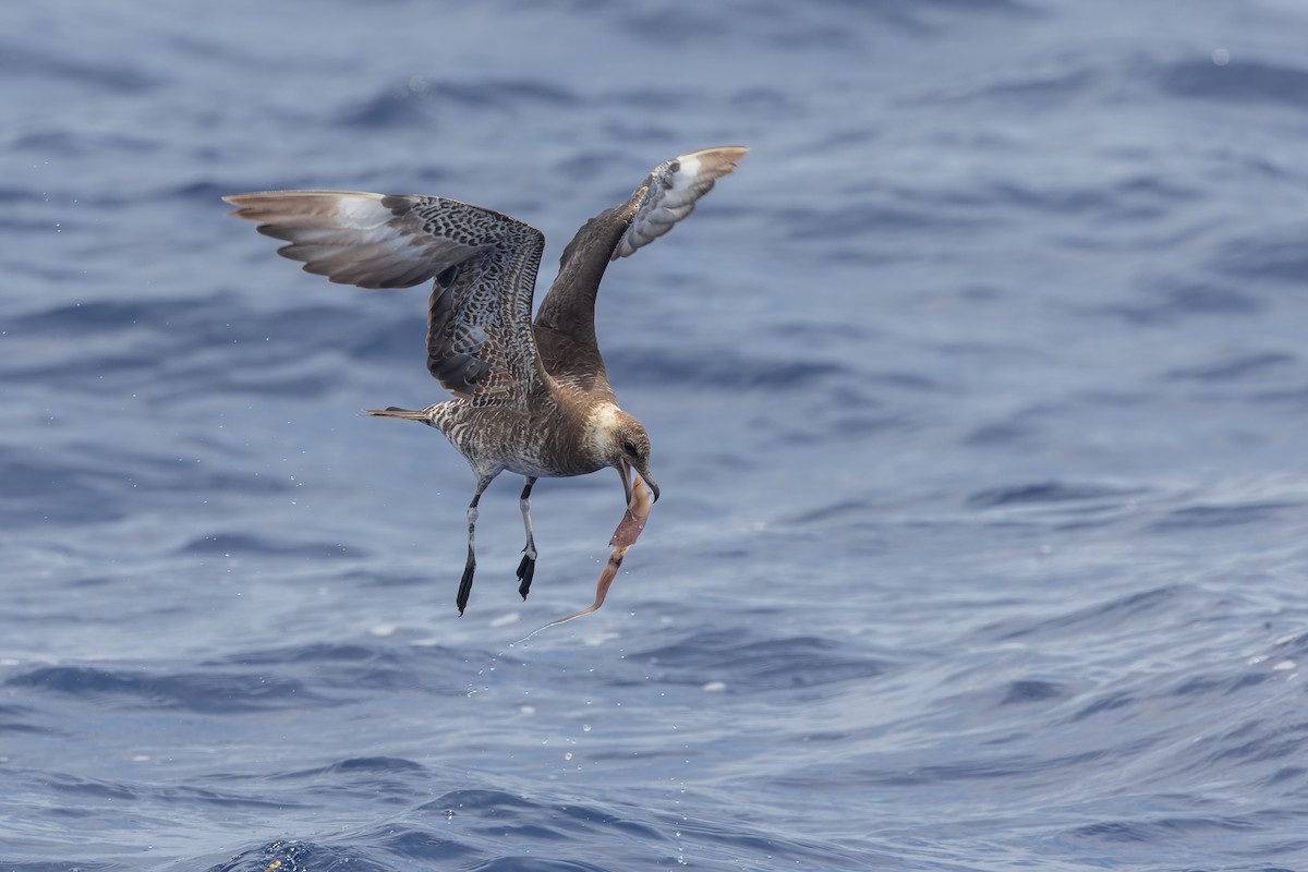 Pomarine Jaeger - ML626430792