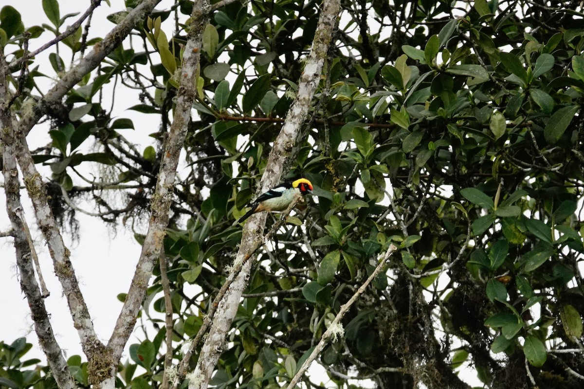 Flame-faced Tanager - ML626430819