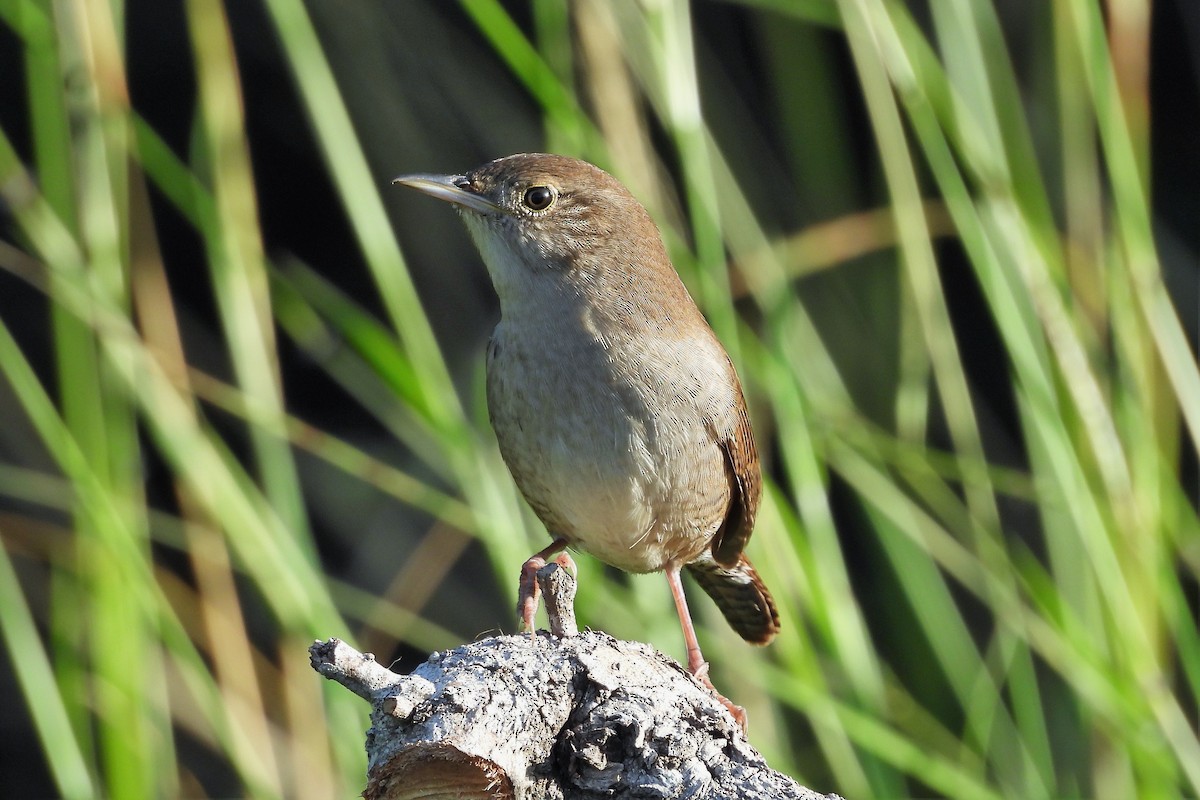 Northern House Wren - ML626430833