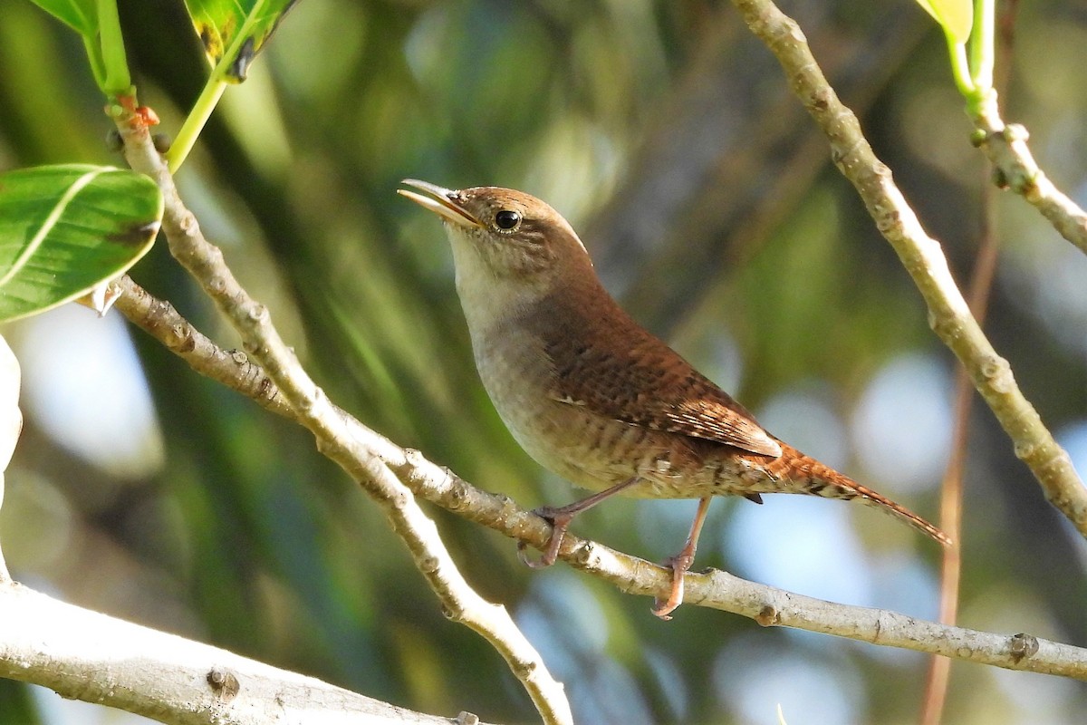 Northern House Wren - ML626430838