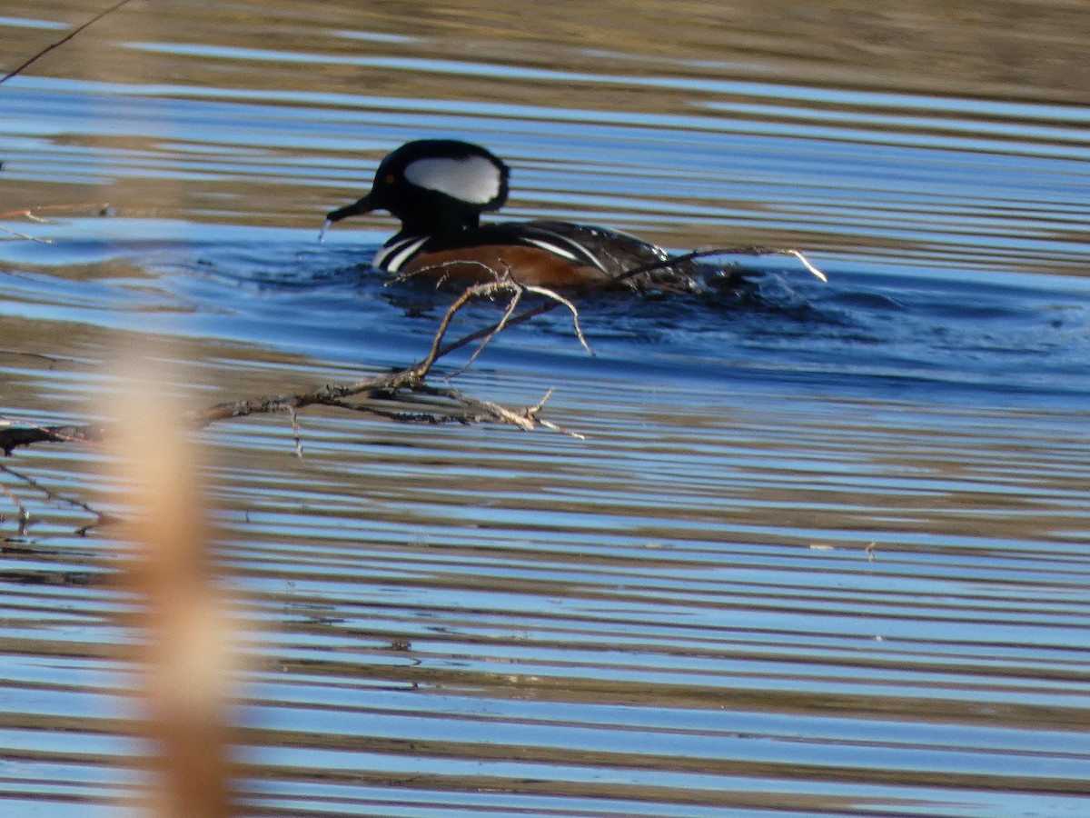 Hooded Merganser - ML626430902