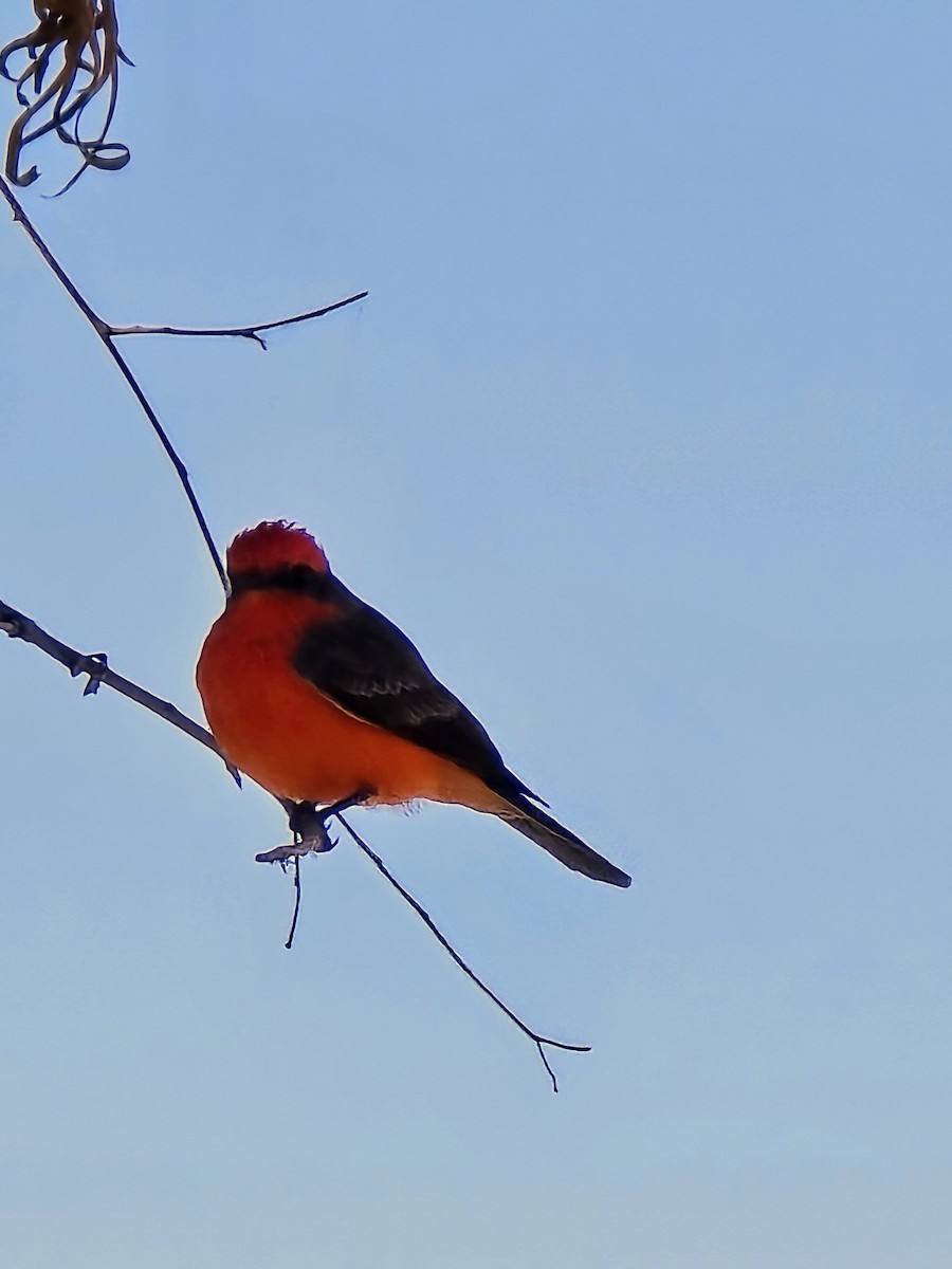 Vermilion Flycatcher - ML626431010