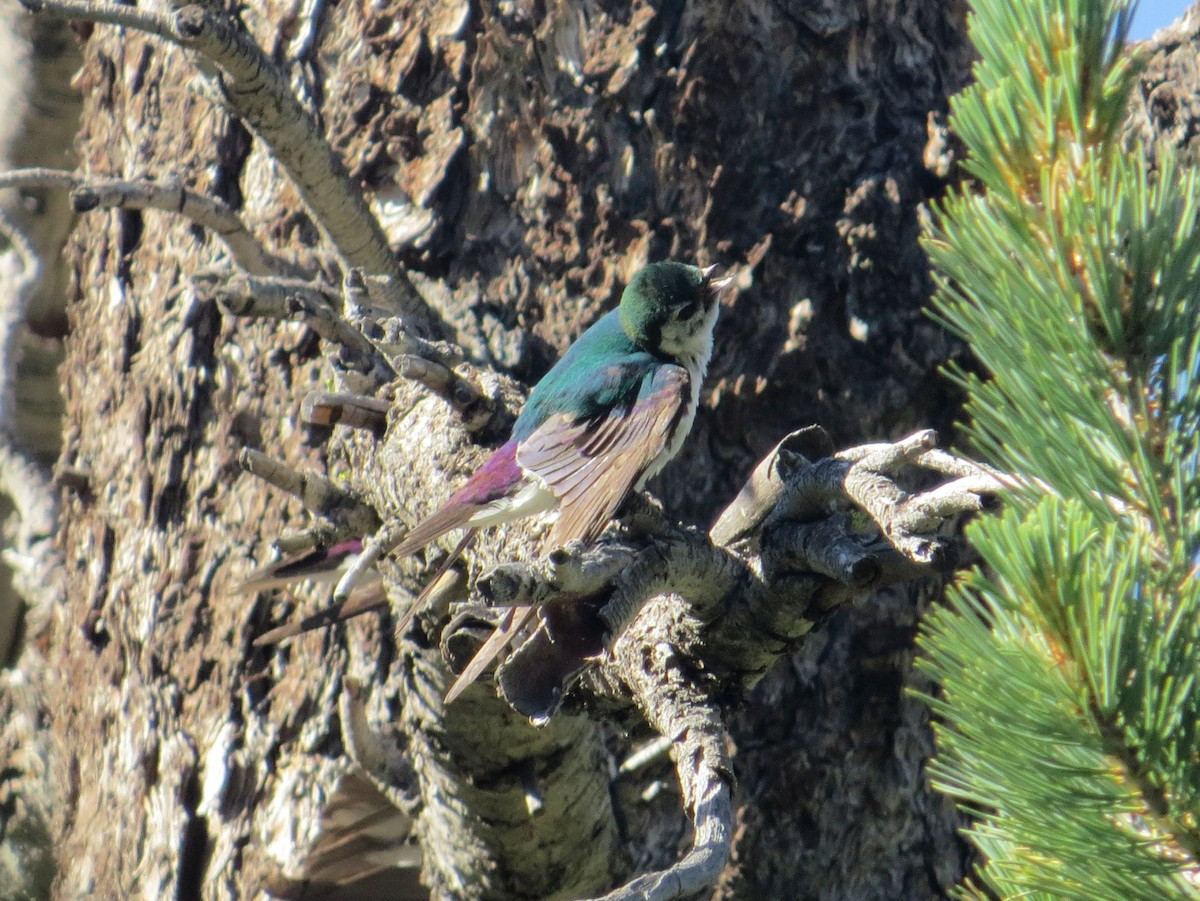 Violet-green Swallow - ML62643121