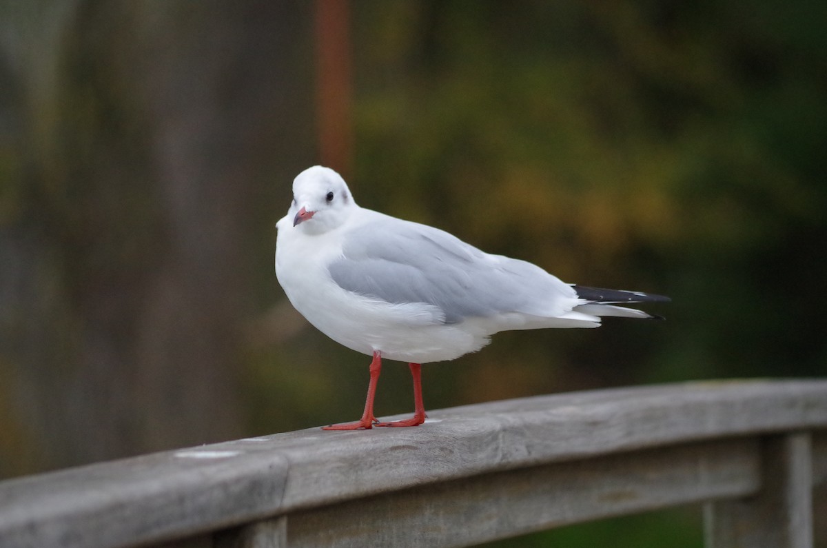 Mouette rieuse - ML626431423