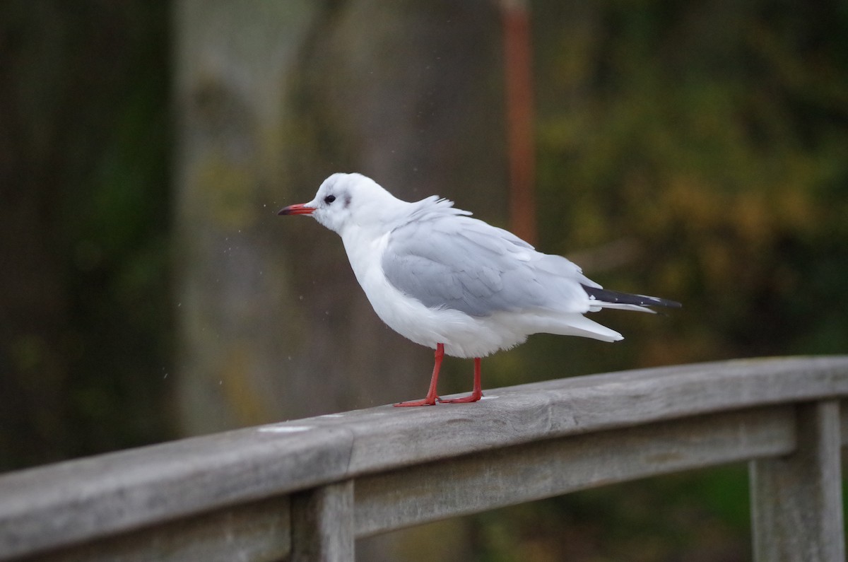 Mouette rieuse - ML626431424