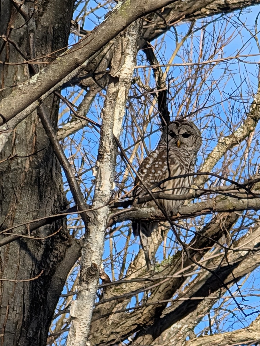 Barred Owl - ML626431446