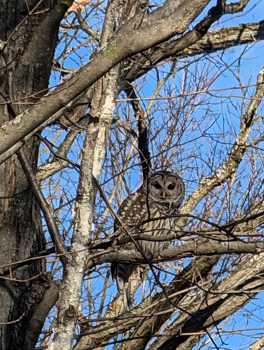 Barred Owl - ML626431536