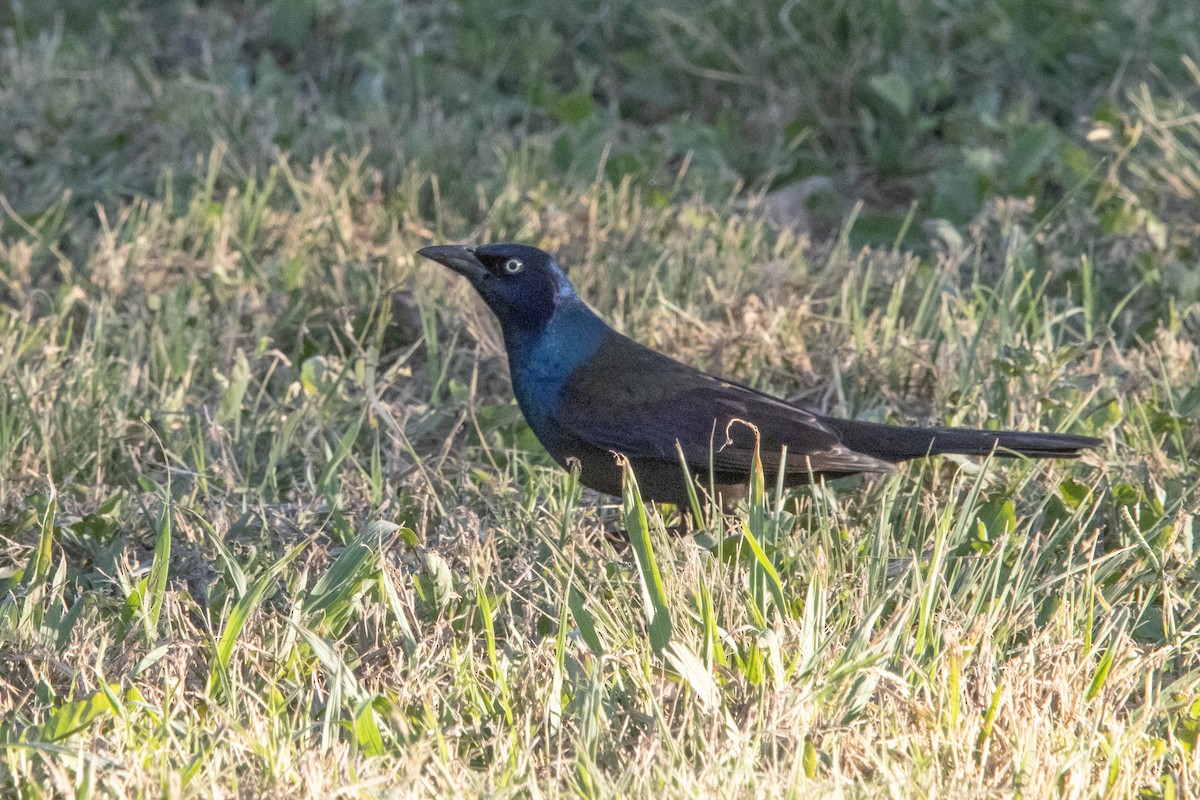 Common Grackle - ML626431595