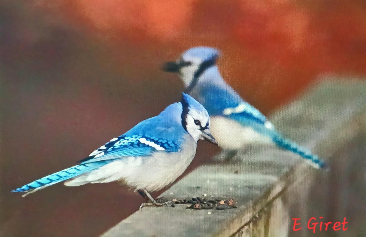 Blue Jay - ML626431626