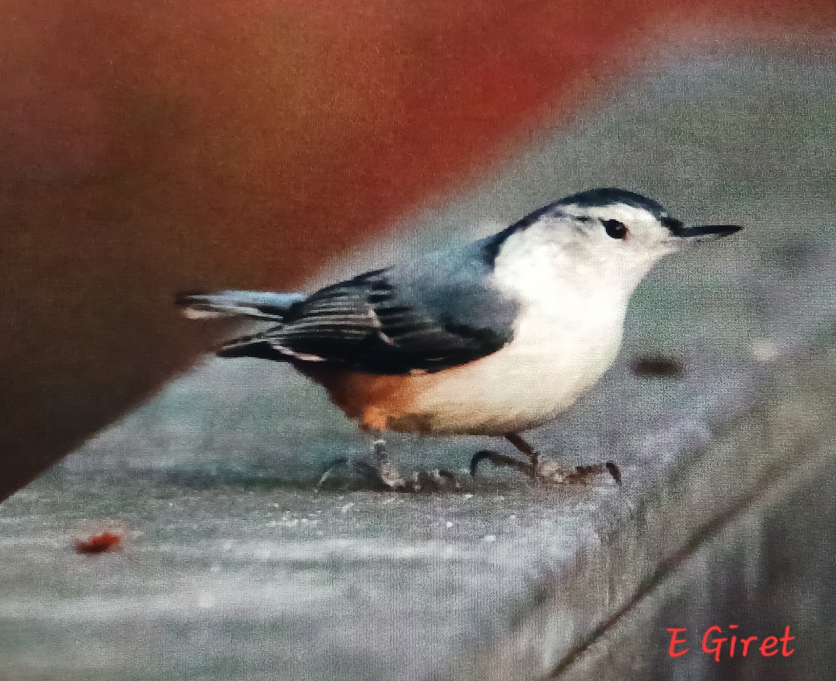 White-breasted Nuthatch - ML626431634