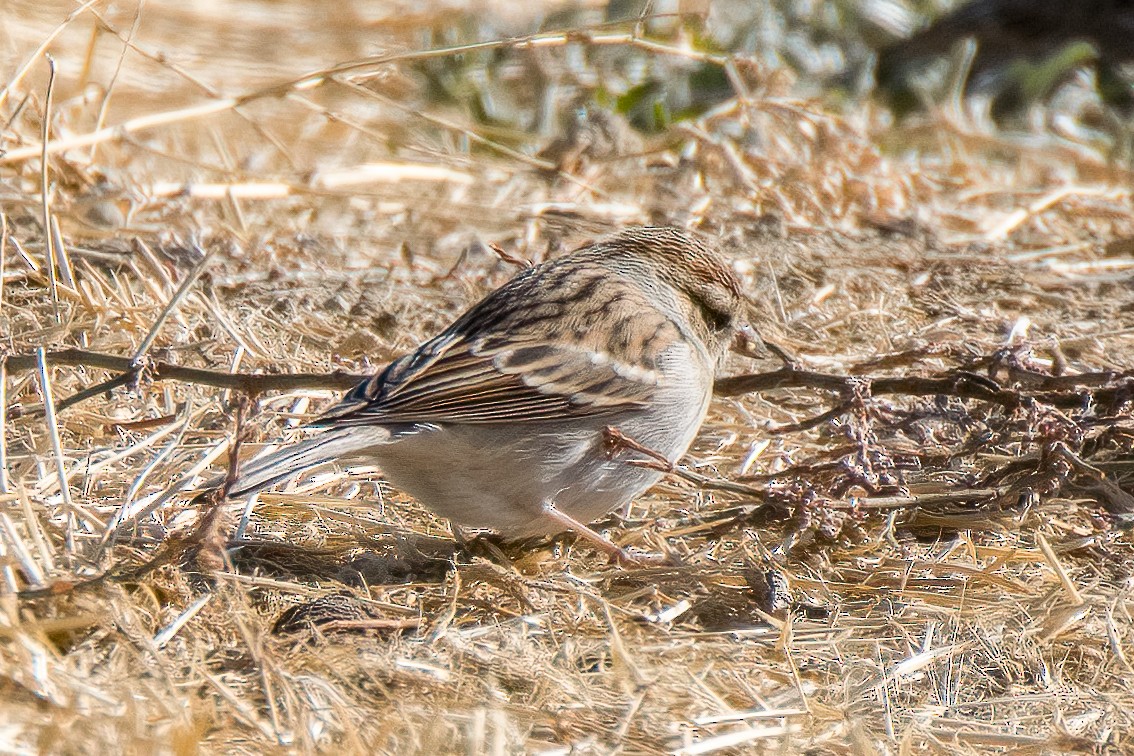 Chipping Sparrow - ML626431646