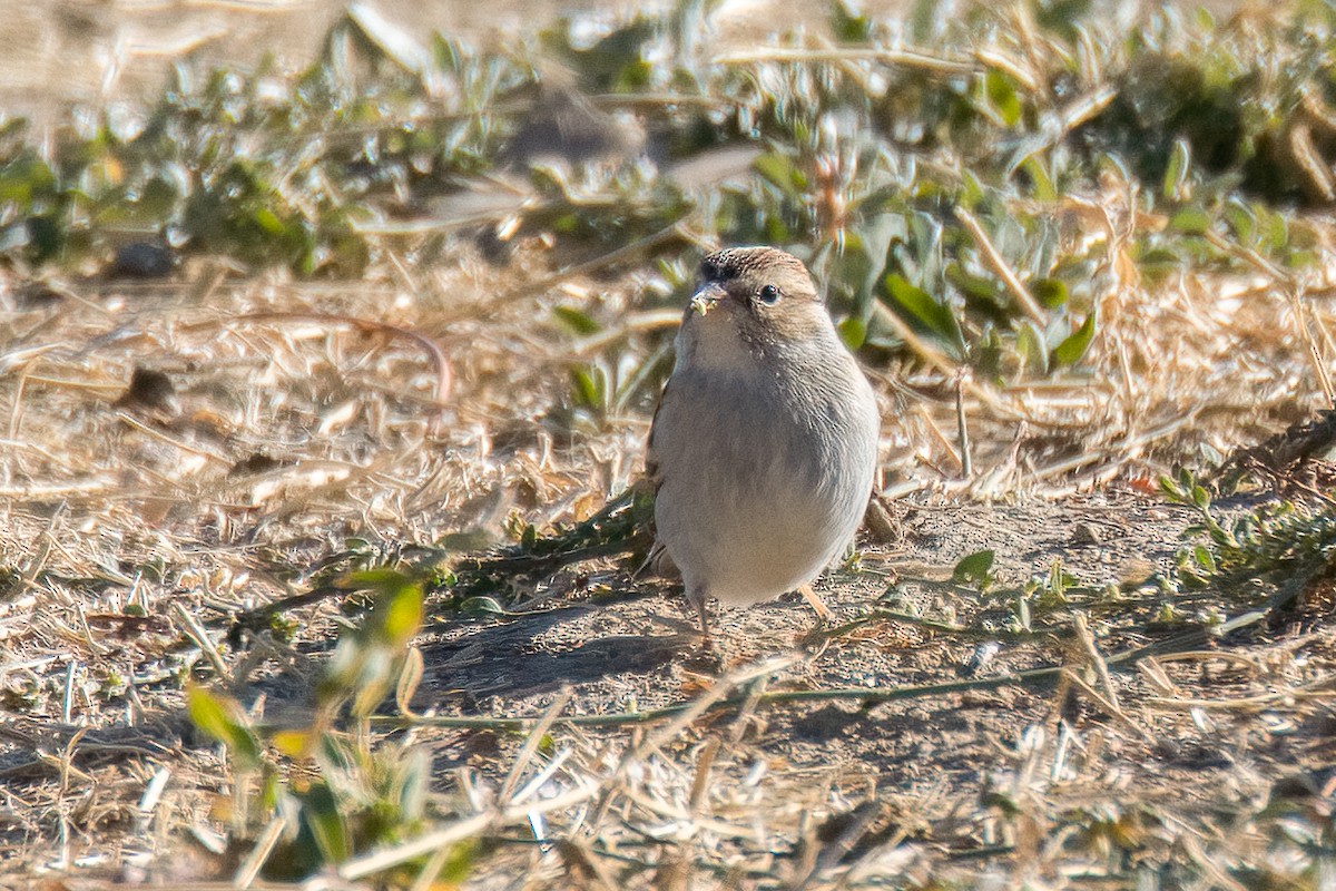 Chipping Sparrow - ML626431647
