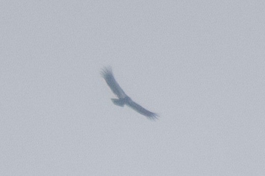 California Condor - ML626431658
