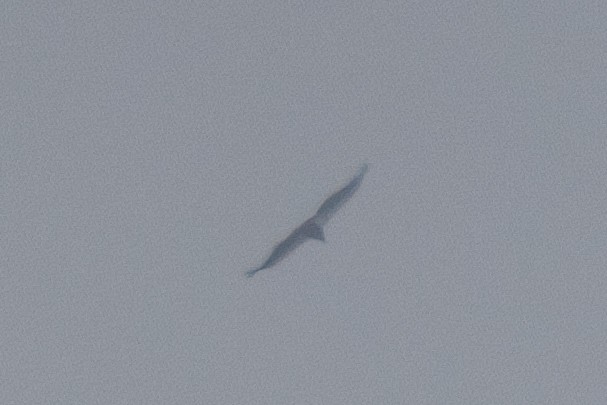 California Condor - ML626431659