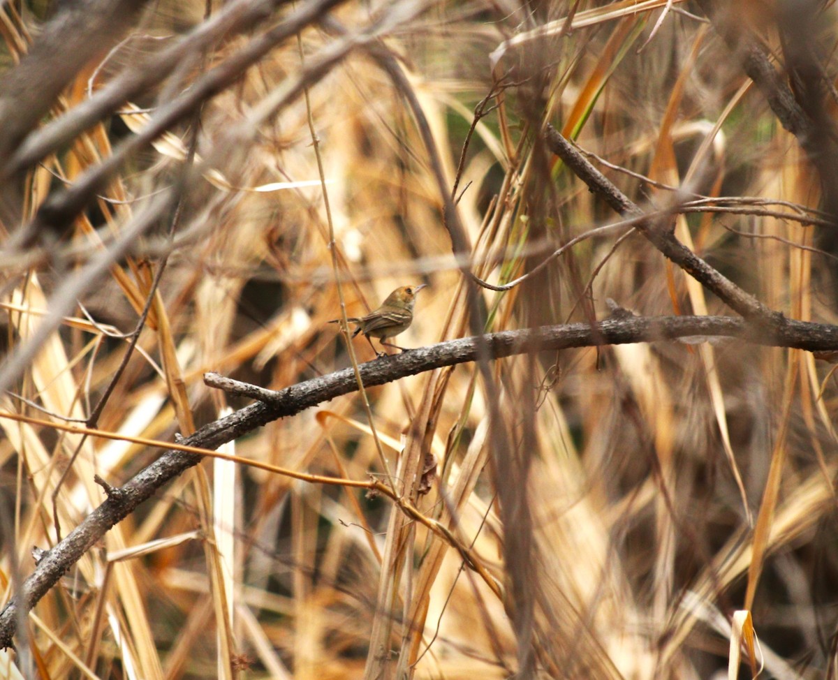 Fulvous-faced Scrub-Tyrant - ML626431725