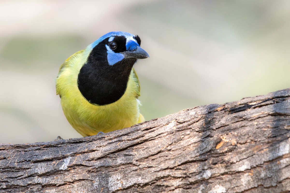 Green Jay (Green) - ML626431756