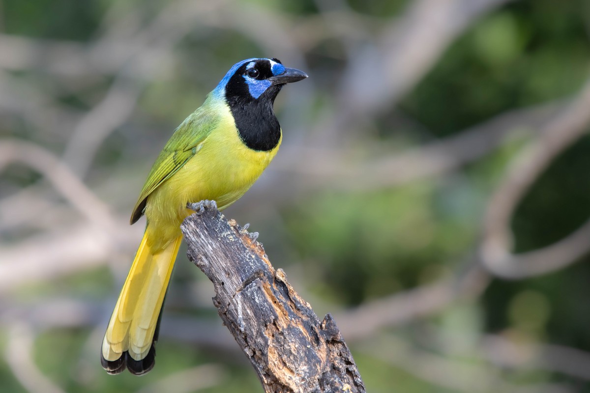 Green Jay (Green) - ML626431788