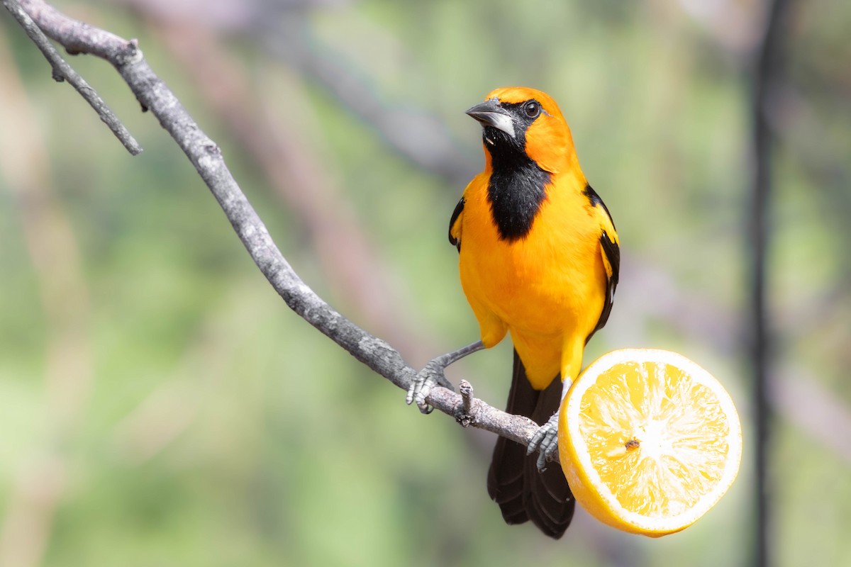 Altamira Oriole - ML626431798