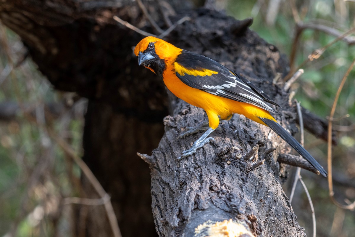 Altamira Oriole - ML626431799