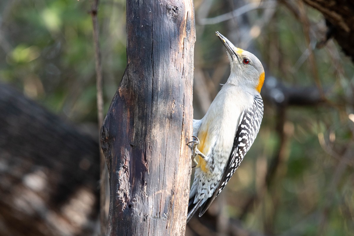 Golden-fronted Woodpecker - ML626431814