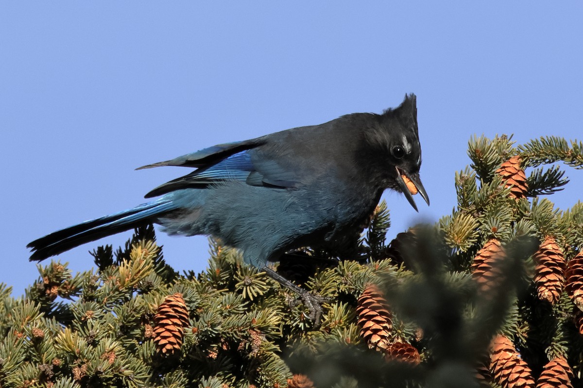 Steller's Jay - ML626431857