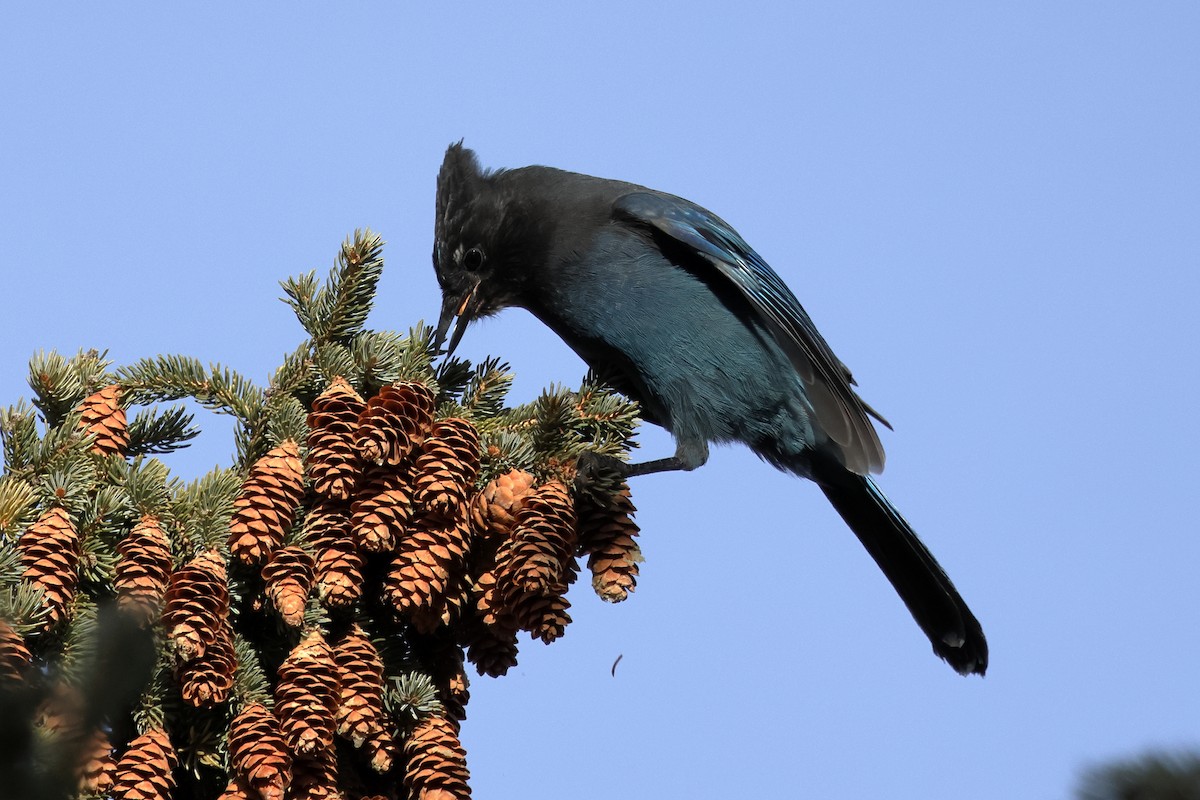 Steller's Jay - ML626431859