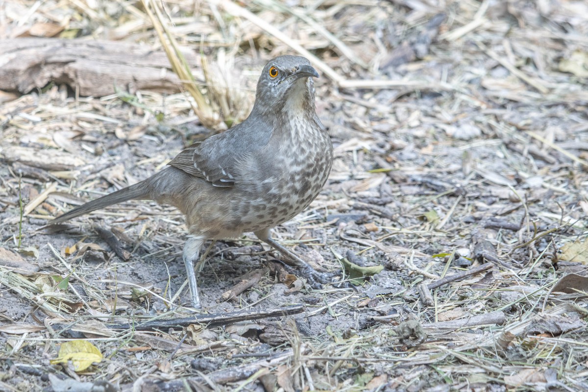 Curve-billed Thrasher - ML626431880