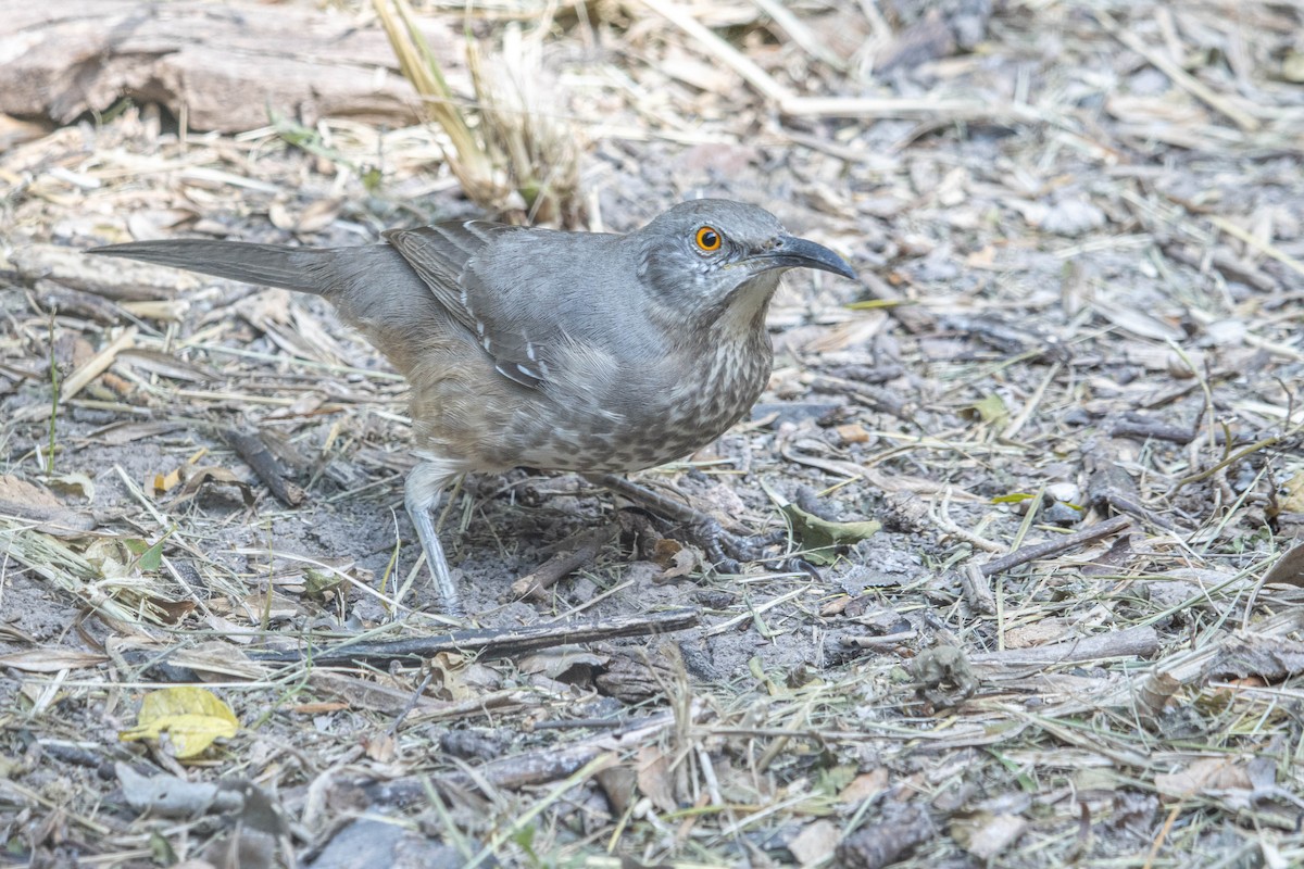 Curve-billed Thrasher - ML626431881