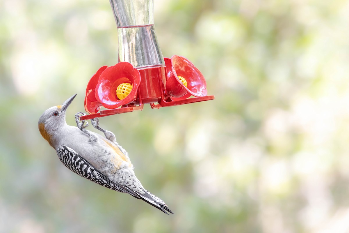 Golden-fronted Woodpecker (Northern) - ML626431884