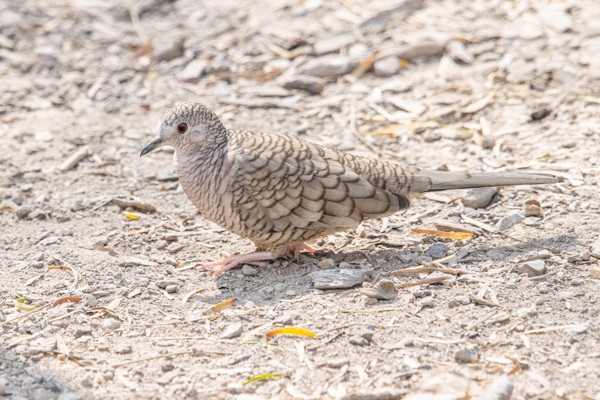 Inca Dove - ML626431902