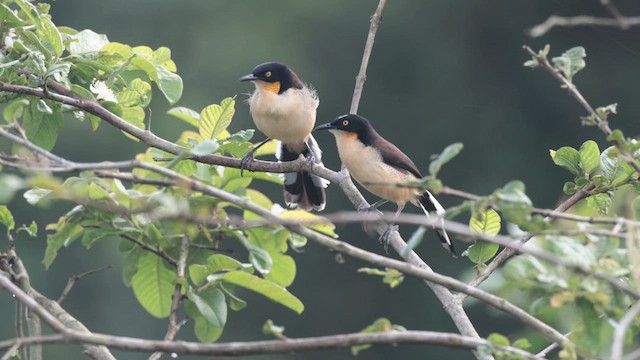 Black-capped Donacobius - ML626431939
