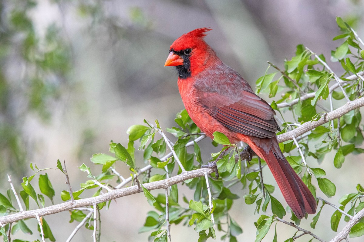 Northern Cardinal - ML626431941