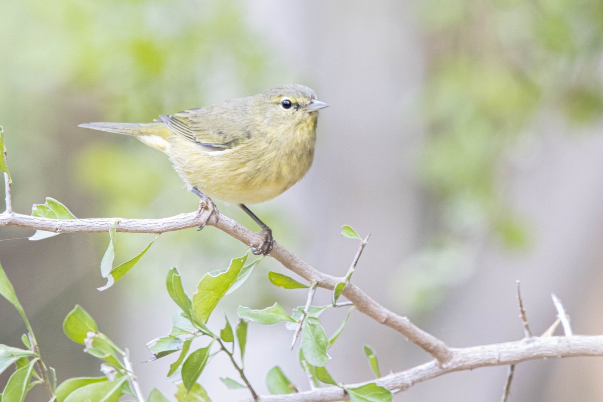 Orange-crowned Warbler - ML626431949