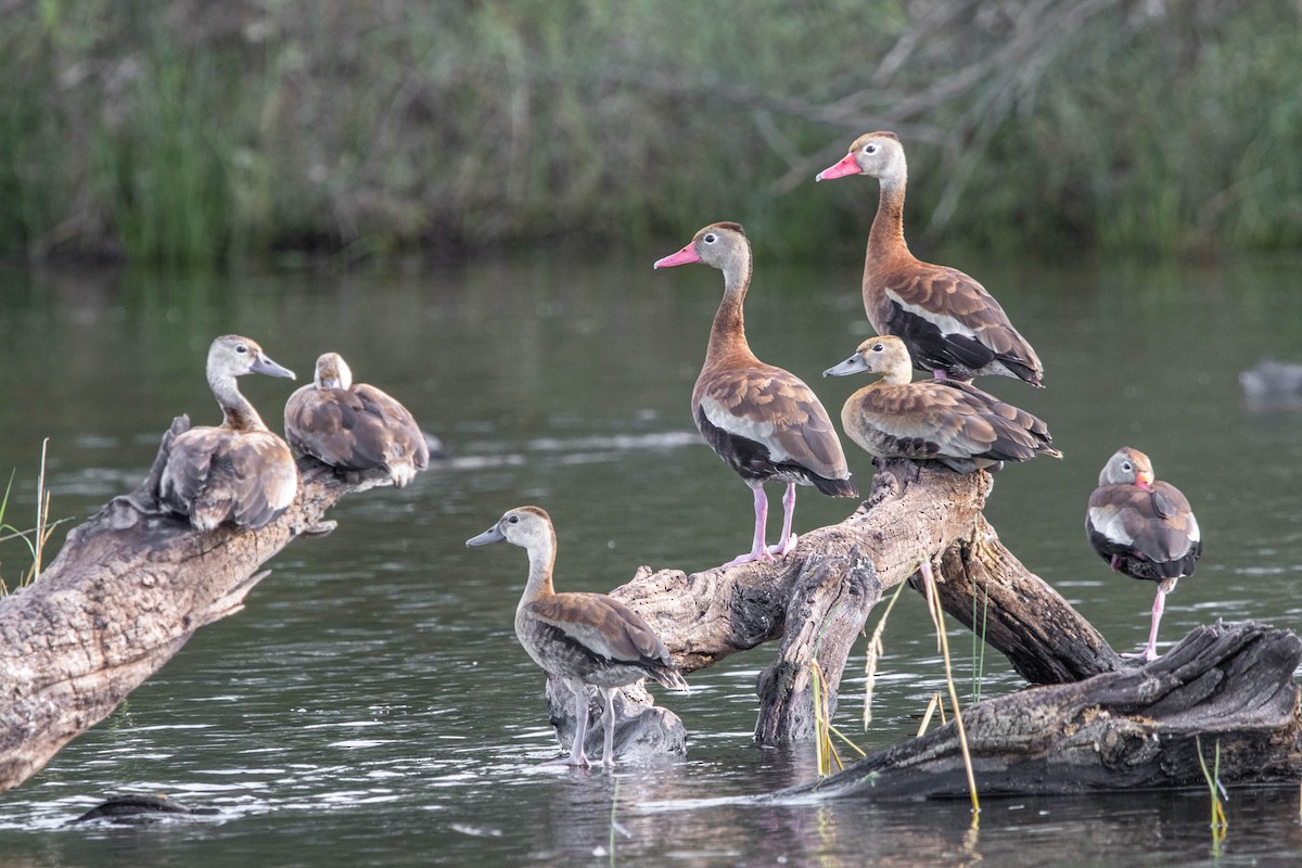 Black-bellied Whistling-Duck - ML626431987