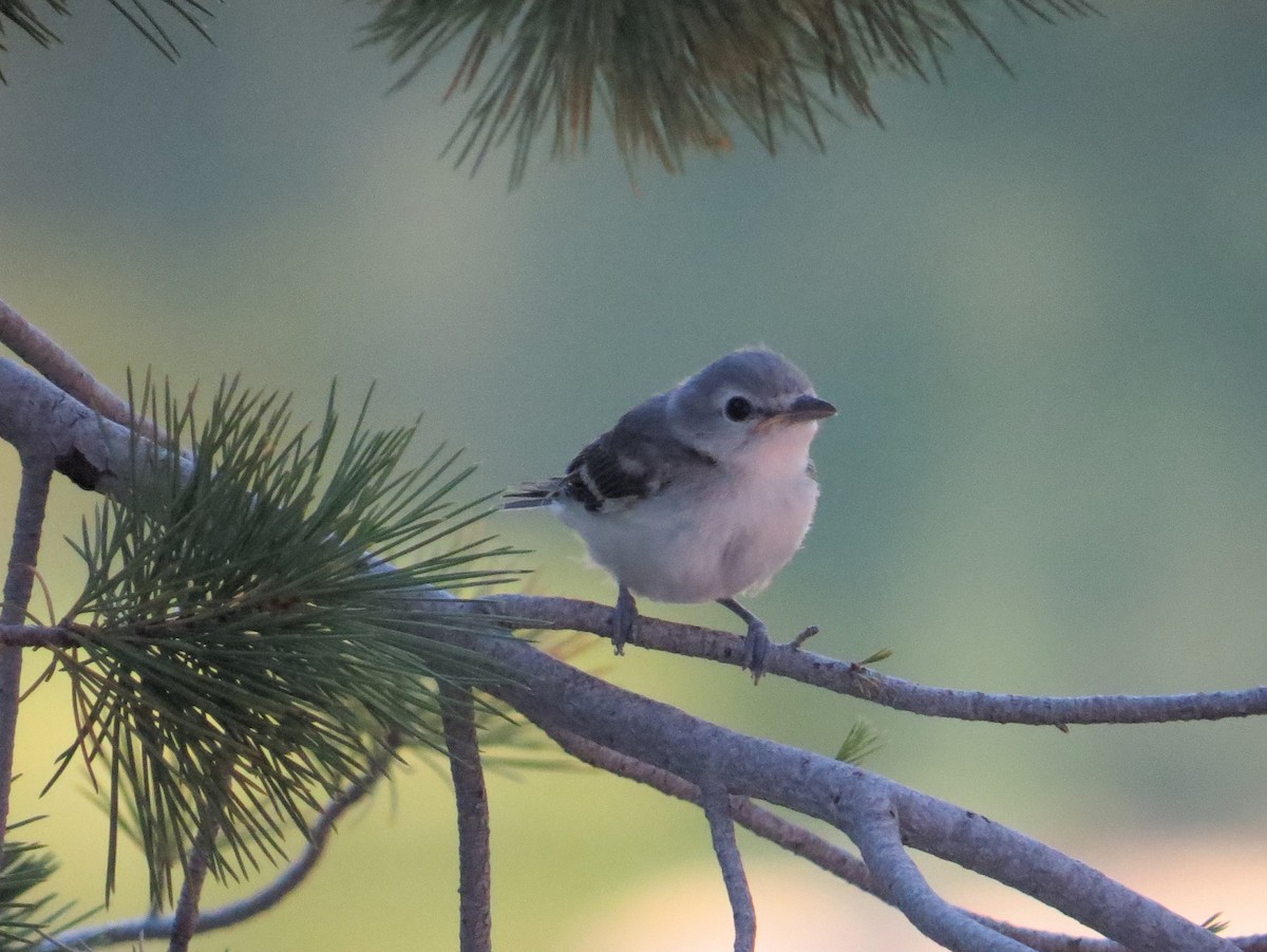 Cassin's Vireo - ML62643201